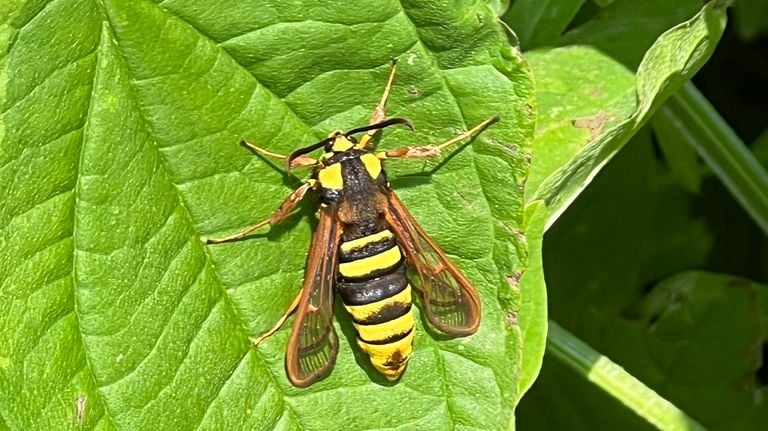 A hornet butterfly (photo: Nico recommend).