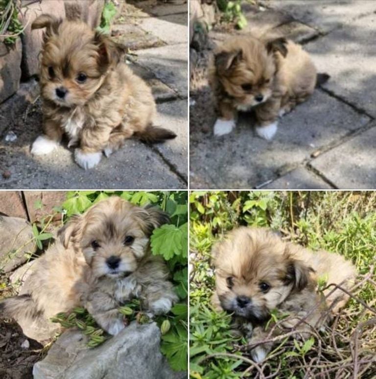 The four stolen puppies (photo: Animal Ambulance Brabant North-East).