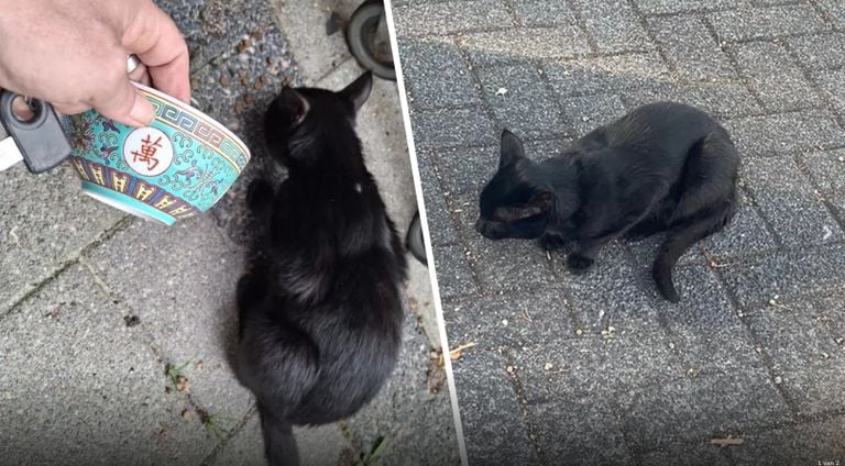 The cat has been getting food from local residents for half a year. (Photo: Yvonne van Bommel / DMG Deurne).