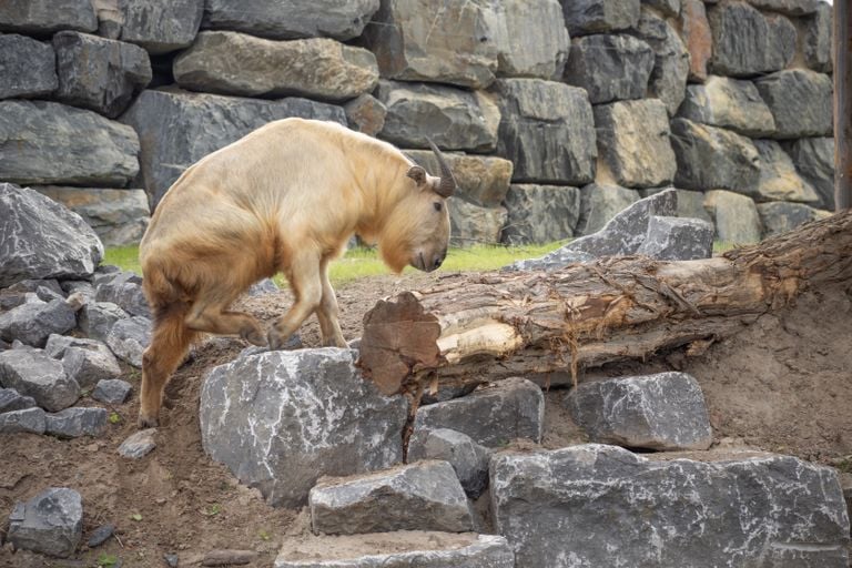 Photo: Pairi Daiza/Eindhoven Zoo.