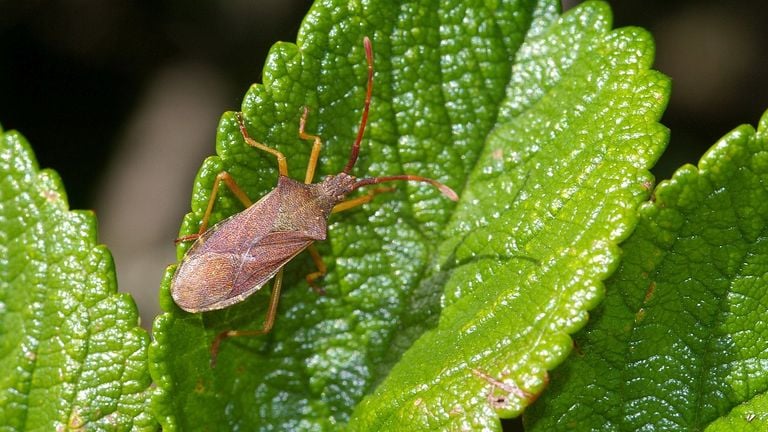 A narrow edge bug (photo: Fitis Sytske van Dijksen).
