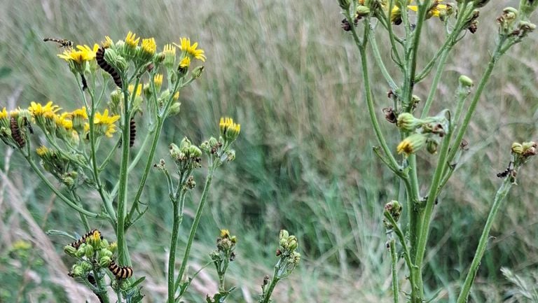 Caterpillars of the Sint-Jacobs Butterfly (photo: Bram Heesterbeek).