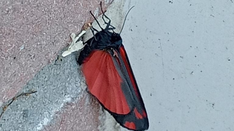 The Sint-Jacobs butterfly (photo: Tonny van der Moosdijk). 