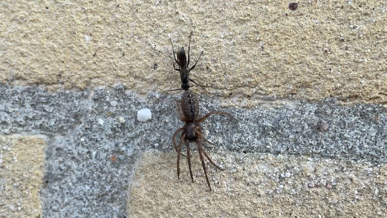 A spinning killer with wallzoog (photo: Bertina de Smet).