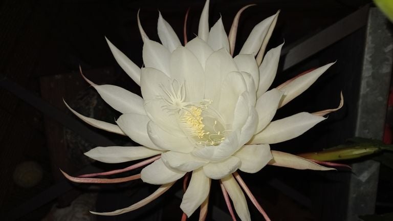 Queen of the Night (photo: Rinus Mesman).