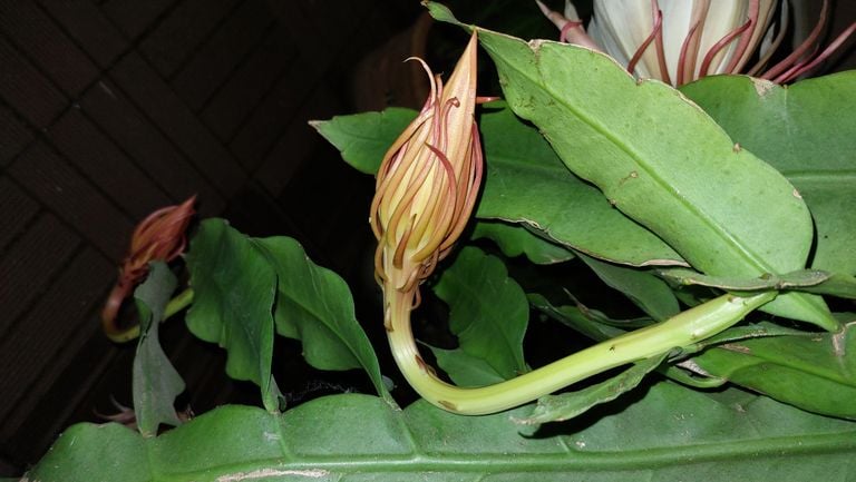 Queen of the night before flowering (photo: Rinus Mesman).