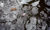 Ducks also suffer from neonicotinoids, an agricultural poison.