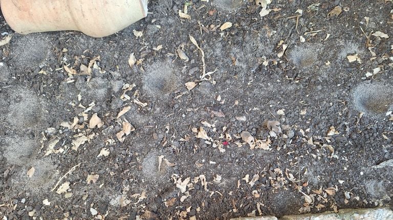 Ant lion's joys (photo: Adriënne Saarloos-Zandee).