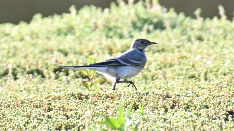 Hidden in the photo behind two oystercatchers, this beautiful bird with long tail (photo: Reinder Smid).