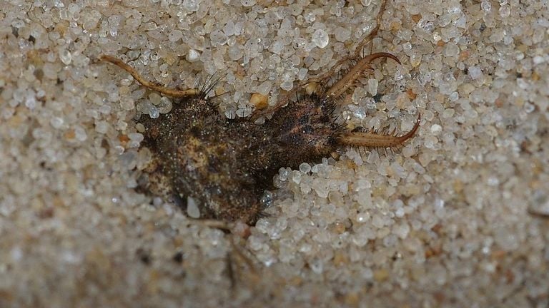 An ant lion larva (photo: Fitis Sytske van Dijksen).