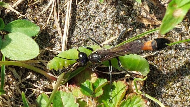 A caterpillar killer with a living caterpillar (photo: Jos and Annie Weerts).