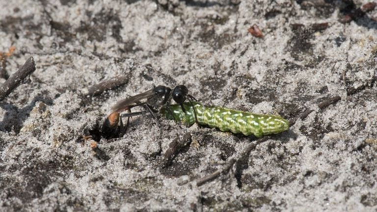 A large caterpillarDoder at a hole (photo: Saxifraga/Willem van Kruijsbergen).