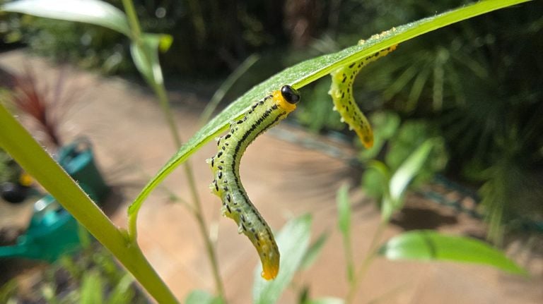 Willow blade wasps (photo: Dirk van Rooij).