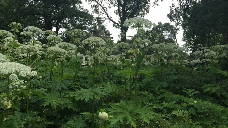 The giant hogweed (archive photo).