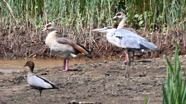 Two exotic birds and a native bird (photo: Reinder Smid).