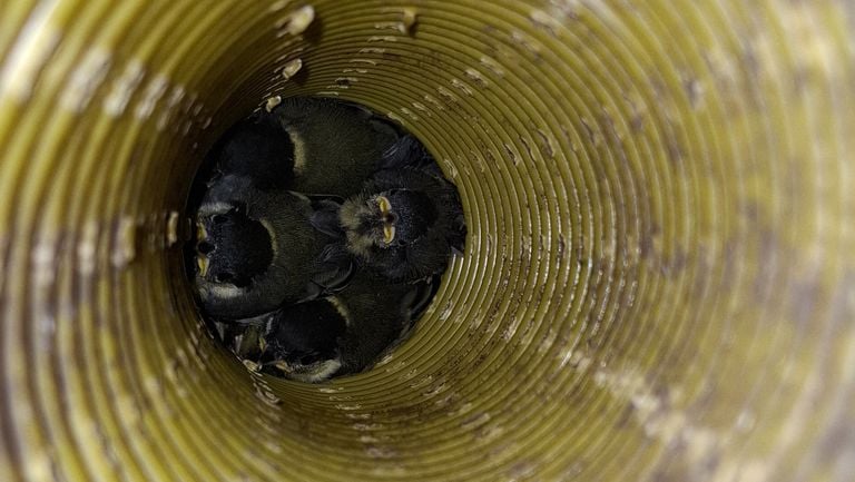 A litter of great tits (photo: M. Treur).