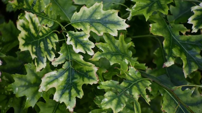 A deviation from American oak leaf (photo: Nel Jansen).