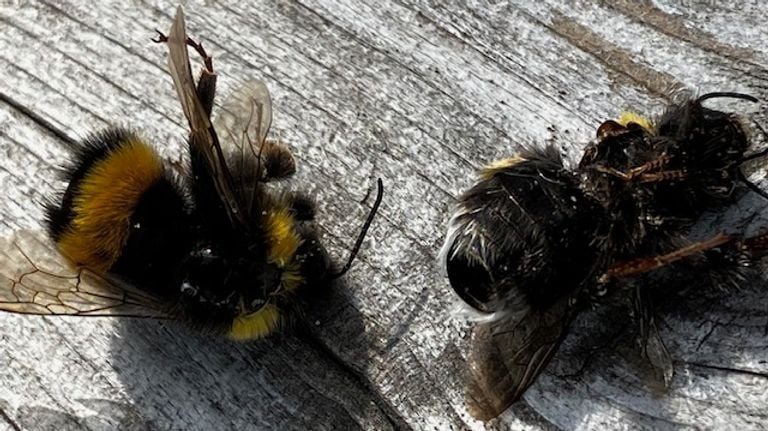 Dead bumble bees (photo: Jos Buitendijk). 