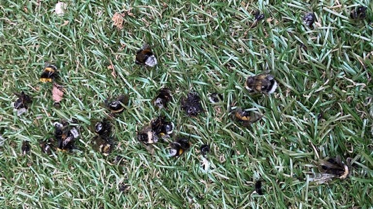 Bumblebees without heads (photo: Bets Vriens). 