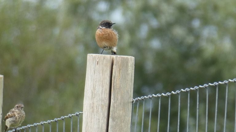 A male and female of the robin tapuit (photo: Yvonne Rommelaars). 