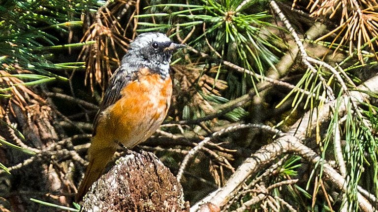 Collected redstart (photo: Mari Kapteijns). 