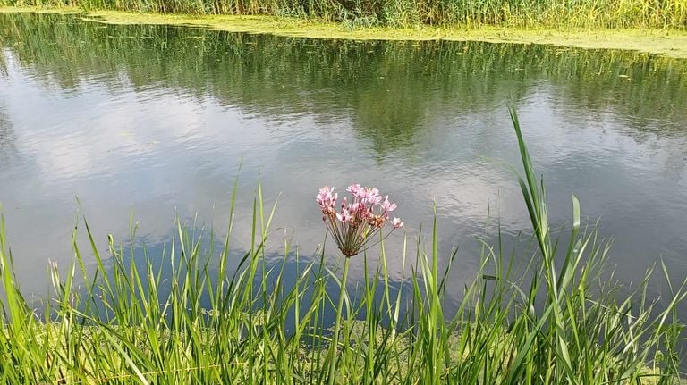 Swanflower (photo: Nelly van de Heijden).