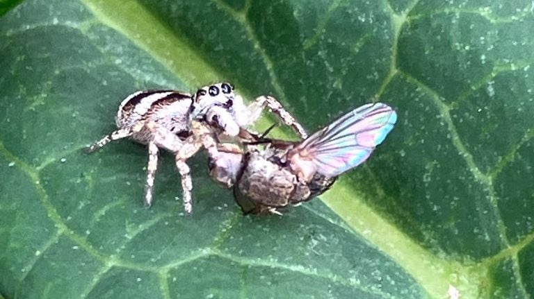 A houseze spider takes a fly (photo: Jacqueline de Nijs).
