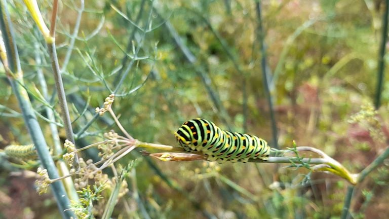 The caterpillar of the Queen's page (photo: Toon Brugman).