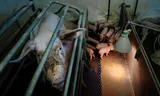 Pigs in Moergestel, Noord-Brabant.