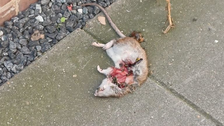 A rat eaten by cats in the firing in the Meidoornstraat (photo: private).