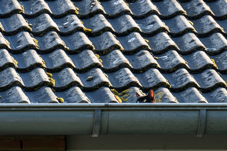 Photo: Tom van der Put/Persbureau Heitink.