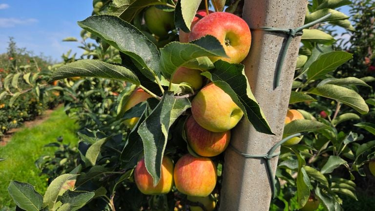 The apples of fruit grower Rik Jurrius (photo: Noël van Hooft).