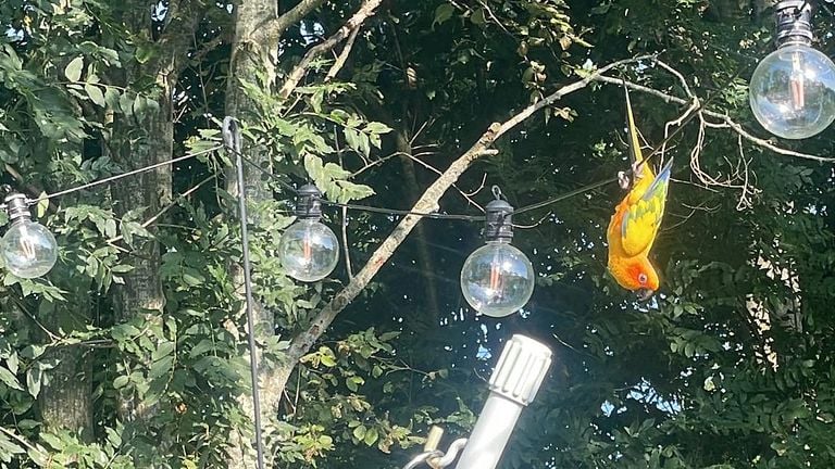 Sunny likes to hang upside down in a tree (photo: Jacqueline Heeren).