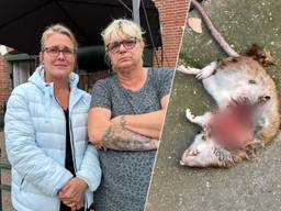 https://api.omroepbrabant.nl/img/f/$width$/$height$/0.5/0.5/bWVkaWEvcHJvZC80NzM2NzA3LmpwZz9zdj0yMDE5LTA3LTA3JnN0PTIwMjAtMDEtMDFUMDAlM0Ew Mcuzqtawizzzt0ymdqwltaxltaxvdawjtnbmdalm0ewmfomc3i9yizcd1yjnnpzz1p UWXNZ01xuehactg5tcuyqm5oq2yyrlpinlnvc2dkq2dwc0tpcmwlmkylmkylmkz3jtnene