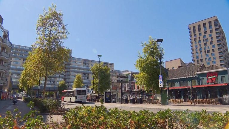 The plane trees on the CityRing in Tilburg.