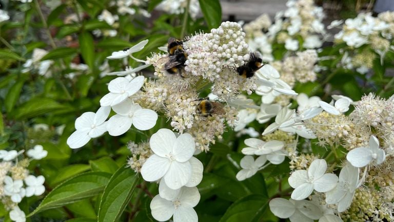 Hommels on a hydrangea (photo: Hennie Dirven).