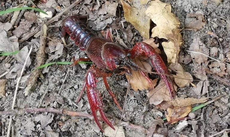 The crayfish (archive photo).