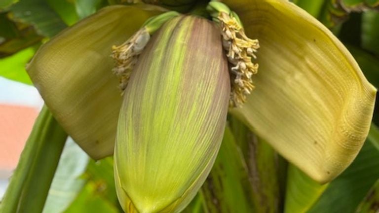 Fruits grow on this banana tree (Musa Basjo) in Son en Breugel. Very special but do they also keep those fruits? (Photo: Suzanne Neijenhuis).