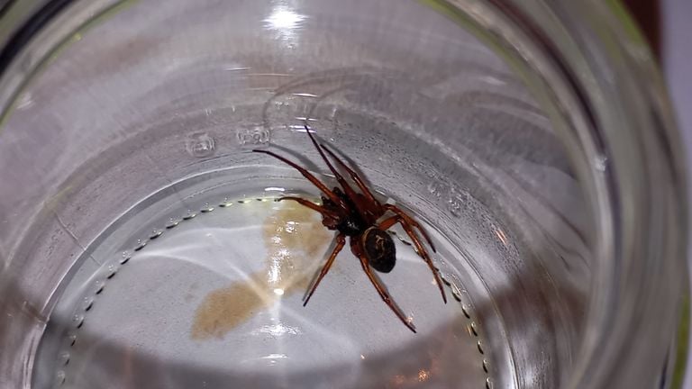 A giant steatoda (photo: Bram Wijbenga).