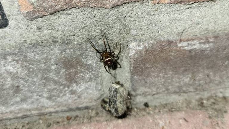 A large steatoda (photo: Veerle Snijders).