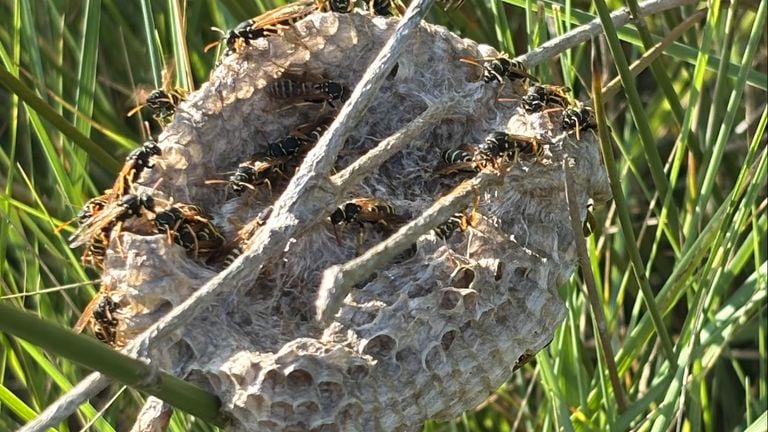 French field wasps (photo: Els Lugtenberg).