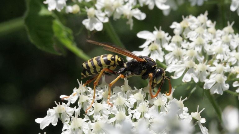 A French field wasp (photo: Saxifraga/Rutger Barendse).