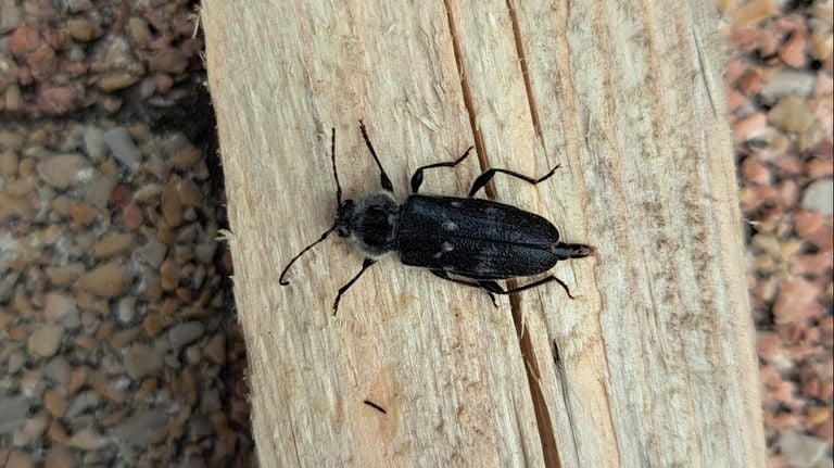 A houseboktor (photo: Cora Peemen).