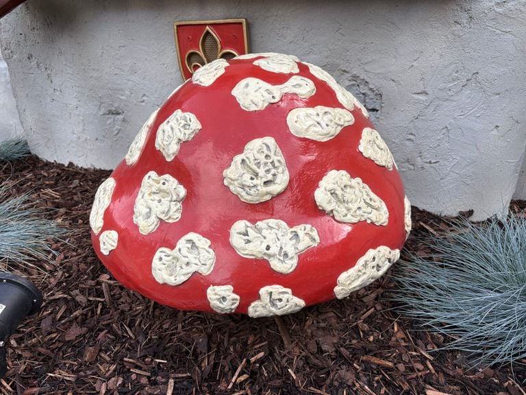 The characteristic mushroom (photo: Raymond Merkx).