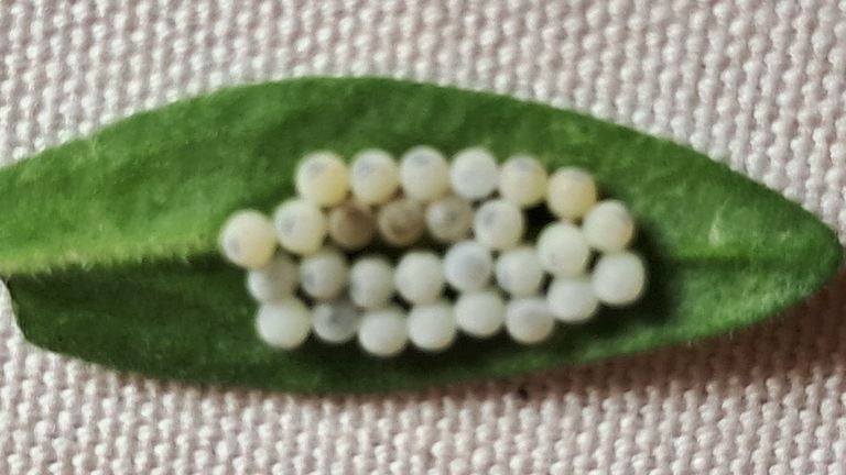 Eggs of presumably a weapon carrier (photo: Mia Smolders).