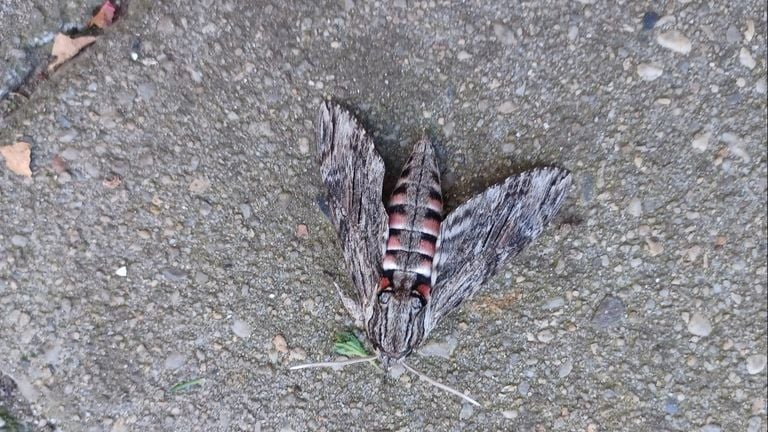 A Windpijlstaart (photo: Sjan Arts).