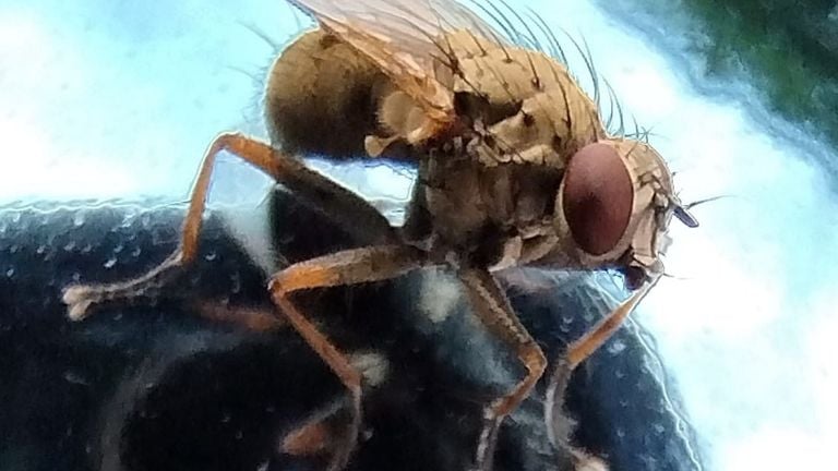 A Coenosia Tigrina, normal tiger fly (Léon Beelen). 