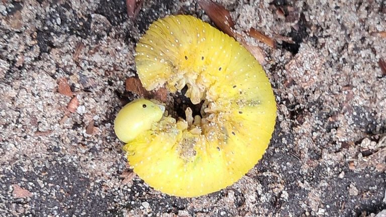 A caterpillar of the big laundry moth (photo: Gerda Schoen).
