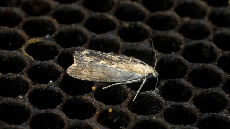 A large laundry moth (photo: Frits Bink). 