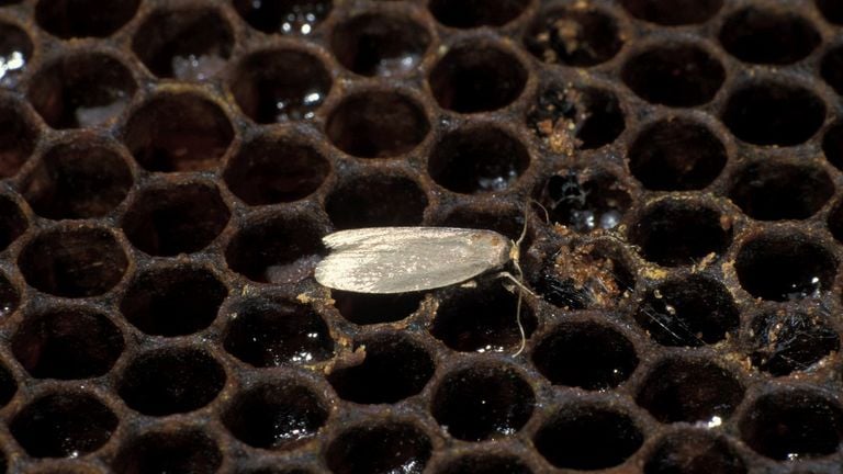 A small laundry moth (photo: Frits Bink).